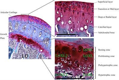 Molecular Insights Into Lysyl Oxidases in Cartilage Regeneration and Rejuvenation